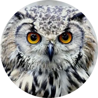 🦉 coruja, pássaro, vida selvagem, animal, natureza, olhos telegram sticker