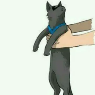 ♟ chat, animal, chat gris, animal de compagnie, animal domestique, chat tenu whatsapp sticker