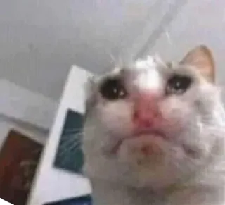 😭 cat, crying, sad, meme, animal, pet whatsapp sticker