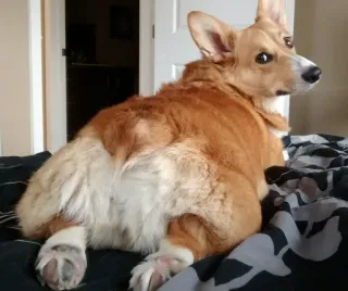 Corgos @minicita telegram stickers