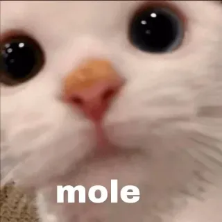 😂 mole cat, cute, animal, meme telegram sticker