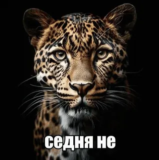 💝 седня не léopard, animal, chat, texte russe, faune telegram sticker