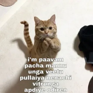 😂 I'm paavam pacha mannu unga veetu pullaiya nenachi vitrunga apdiye odiren gato, fofo, engraçado, meme telegram sticker