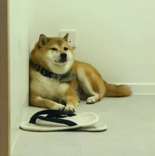 🏷 chó, shiba inu, động vật, thú cưng, dễ thương, thư giãn, vật nuôi, giống chó telegram sticker