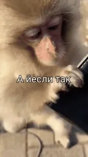 😉 А йесли так monkey, phone, animal, russian, text whatsapp sticker