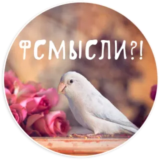 🤔 Г СМЫСЛИ?! oiseau, perruche, roses, fleurs, autocollant telegram sticker