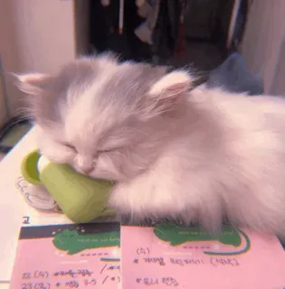 🧁 kot, kociak, śpiący, filiżanka, słodki, zwierzę, zwierzę domowe telegram sticker