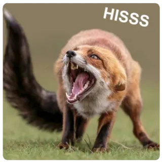 😡 HISSS fox, hissing, animal, wildlife, angry, mammal telegram sticker