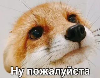 😇 Ну пожалуйста raposa, fofo, animal, suplicante, pedido, olhos telegram sticker