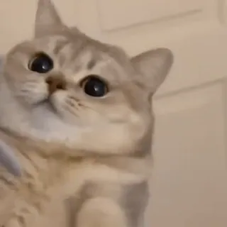 🙂 kat, schattig, dier, huisdier, zoogdier, huiskat, katachtig telegram sticker