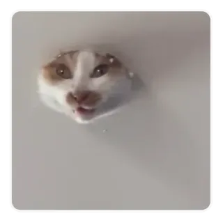 🥺 chat, drôle, animal, mème telegram sticker