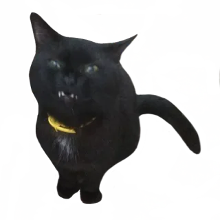 😡 kucing, kucing hitam, hewan, hewan peliharaan, binatang peliharaan whatsapp sticker