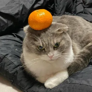 😒 cat, orange, pet, animal, cute, tangerine, fruit, funny telegram sticker