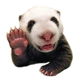 ✋ 판다, 곰, 동물, 귀여운, 아기, 야생 동물 telegram sticker