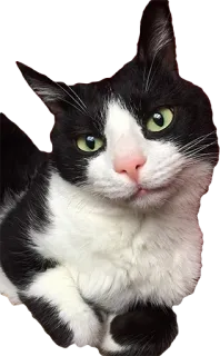 😏 cat, tuxedo cat, pet, animal, domestic animal, mammal telegram sticker