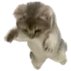 🐱