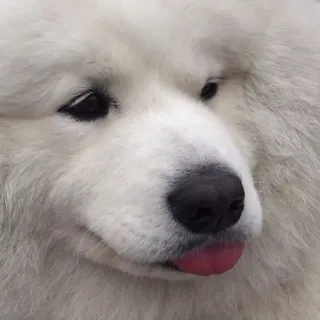 ❤️ Hund, Samojede, weißer Hund, süß, flauschig, Tier telegram sticker