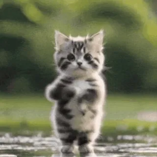 💃 cat, kitten, cute, animal, standing telegram sticker