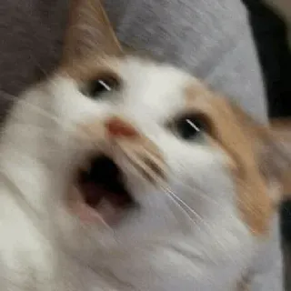 🕯 cat, shocked, surprised, funny, meme, animal whatsapp sticker