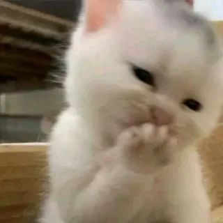 👉 Kätzchen, süß, Katze, weiße Katze, Tier, Haustier whatsapp sticker