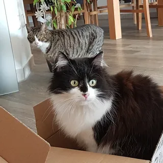 🙀 Katze, Haustier, Tier, Hauskatze, Katzenartig, Säugetier whatsapp sticker