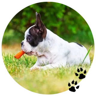 😜 Hund, Tier, Karotte, Haustier, Welpe whatsapp sticker