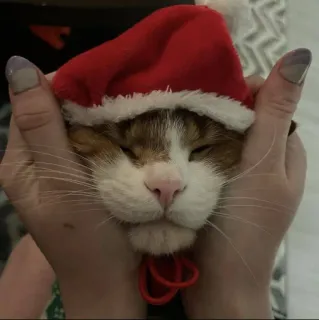 🤩 cat, christmas, santa hat, pet, animal, cute, holiday telegram sticker