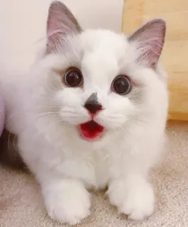 😳 kucing, anak kucing, hewan, peliharaan, lembut, imut, ragdoll telegram sticker
