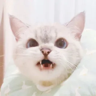 🧸 gatto, animale, animale domestico, carino, felino, gatto domestico telegram sticker