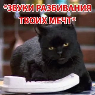 😭 *ЗВУКИ РАЗБИВАНИЯ ТВОИХ МЕЧТ* 猫, 電話, ミーム, ロシア, 夢, 壊れた telegram sticker