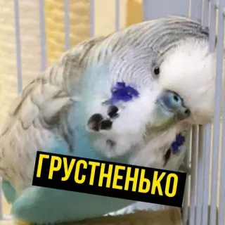😢 ГРУСТНЕНЬКО นก, เศร้า, นกแก้ว, สัตว์, กรง telegram sticker