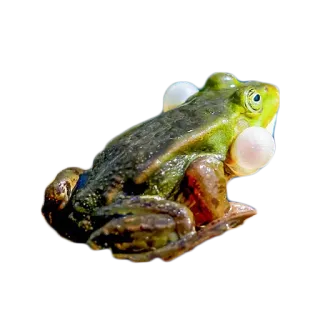 🐸 カエル, 両生類, 動物, 自然, 野生動物 telegram sticker