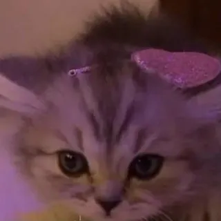 🎀 gato, gatito, corazón, mascota, lindo, animal, gato doméstico telegram sticker