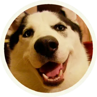 ☺️ hond, husky, lachend, huisdier, dier, schattig telegram sticker