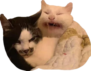 😒 cats, pets, animals, sleeping, cute telegram sticker