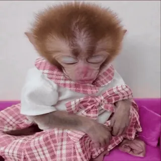 😴 singe, animal, mignon, bébé, nourrisson, primate whatsapp sticker
