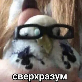 🧠 сверхразум นก, แว่นตา, มีม, ตลก telegram sticker