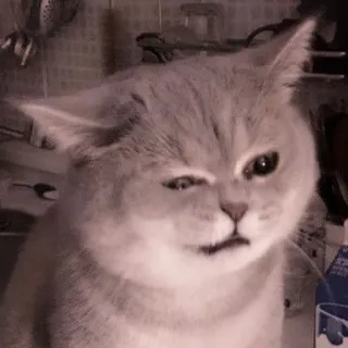 🐈 кот, смешной, животное, мем, выражение, домашнее животное telegram sticker