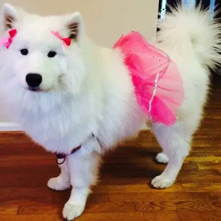 ❤️ Hund, Samojede, Tutu, Rosa, Schleife, Süß, Haustier, Haustier telegram sticker
