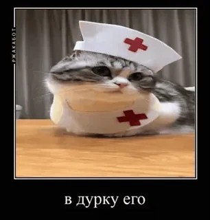 🌟 в дурку его mèo, y tá, hài hước, meme whatsapp sticker