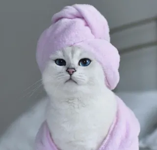 😸 kat, spa, badjas, handdoek, huisdier, schattig, dier, schoonheid telegram sticker