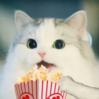 🍿 แมว, ป๊อปคอร์น, สัตว์, มีม, ตลก, บันเทิง telegram sticker