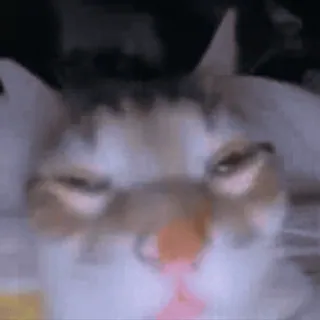 😳 cat, animal, meme, funny, pet, kitten telegram sticker