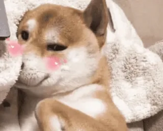 🌟 dog, cute, animal, blush, meme, shiba inu telegram sticker