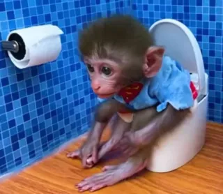 🚽 aap, toilet, superman, badkamer, dier, huisdier whatsapp sticker