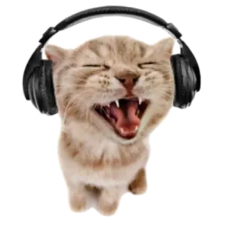🐱 gatto, gattino, cuffie, musica, animale, animale domestico, carino telegram sticker
