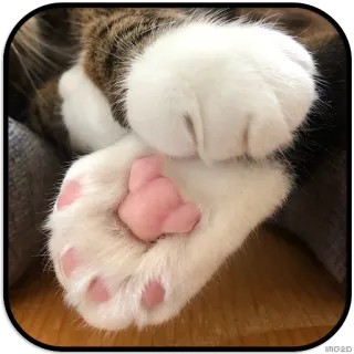 🐾 chat, patte, animal, animal de compagnie, chaton, mignon, domestique, félin whatsapp sticker
