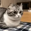 😺