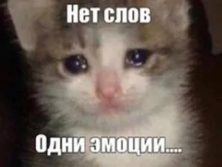🌟 Нет слов 
Одни эмоции.... gatto, triste, meme, piangere, emozioni, russo telegram sticker