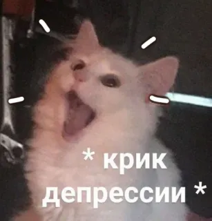 😫 * крик депрессии * แมว, มีม, สัตว์, ร้องไห้, เศร้า, ซึมเศร้า whatsapp sticker